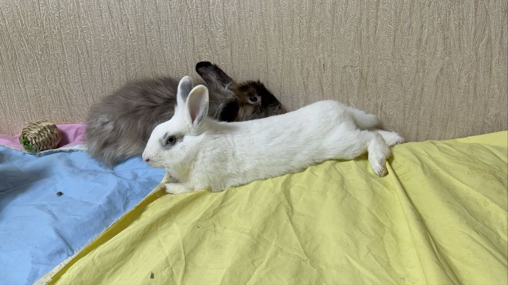 Декоративные Кролики