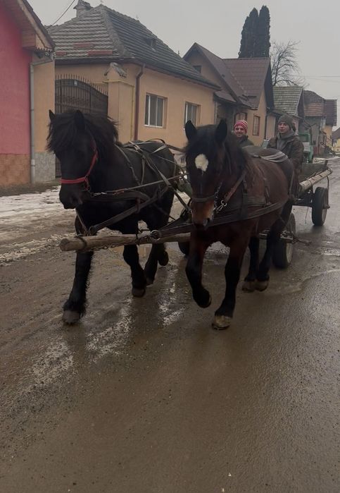 Vând mânz de un an și 8 luni