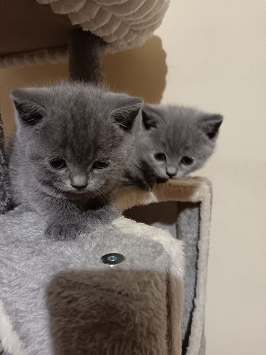 Британски котенца