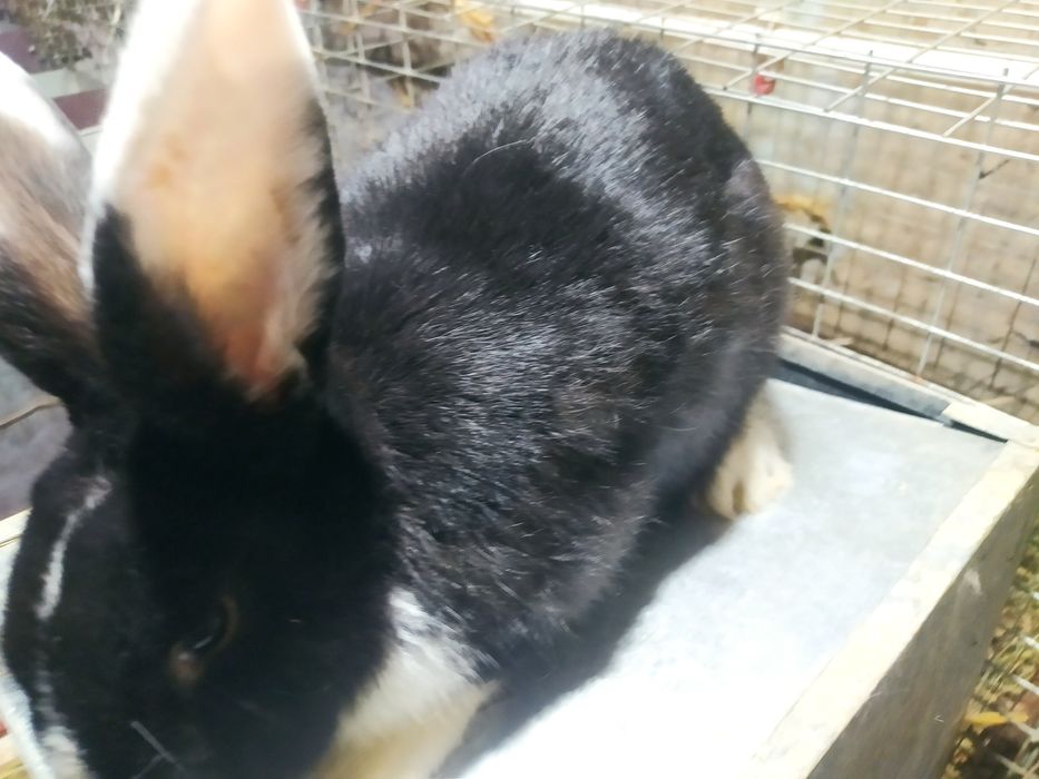 Quyon sotiladi samka narxi 200 .