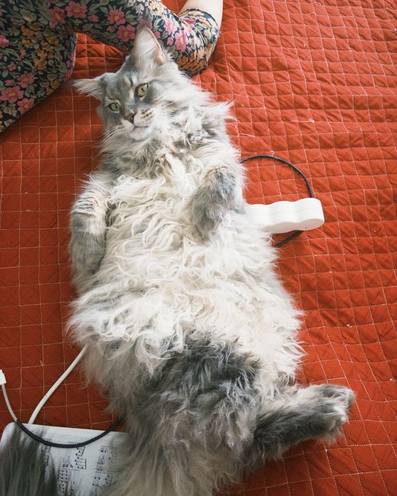 сбор на лечение для кота!!