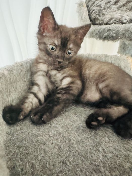 Котенок мальчик ищет любящего хозяина
