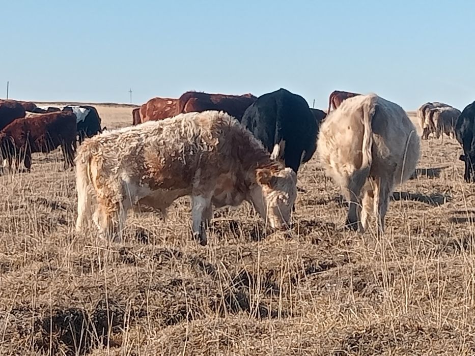 Еркек подсостар сатылады