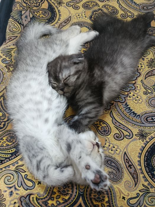 Продаётся кошки  2 месяцев