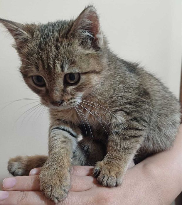 Маленький 4 месячный котёнок отдам в хорошие руки