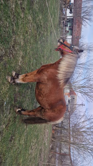 Vând iapa gestant de 7 ani