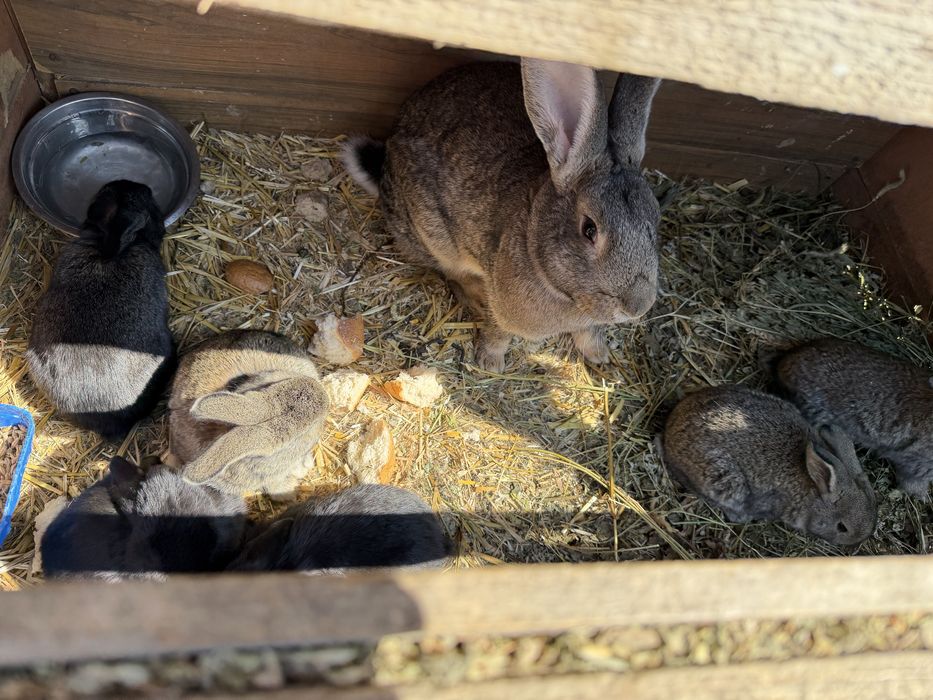 Vând  iepuroaice prima fatare cu tot cu pui, una avand 6 si una 8 pui