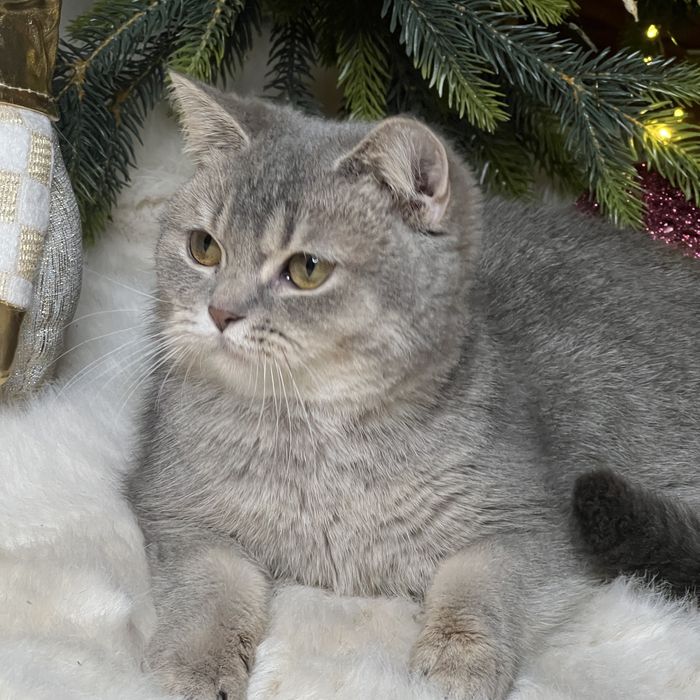 Британская девочка