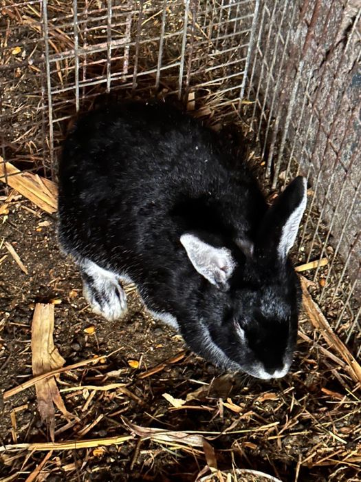 Vand iepuri diferite rase:belgieni, berbec german