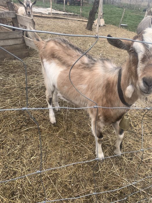 Tapi castrati de vinzare