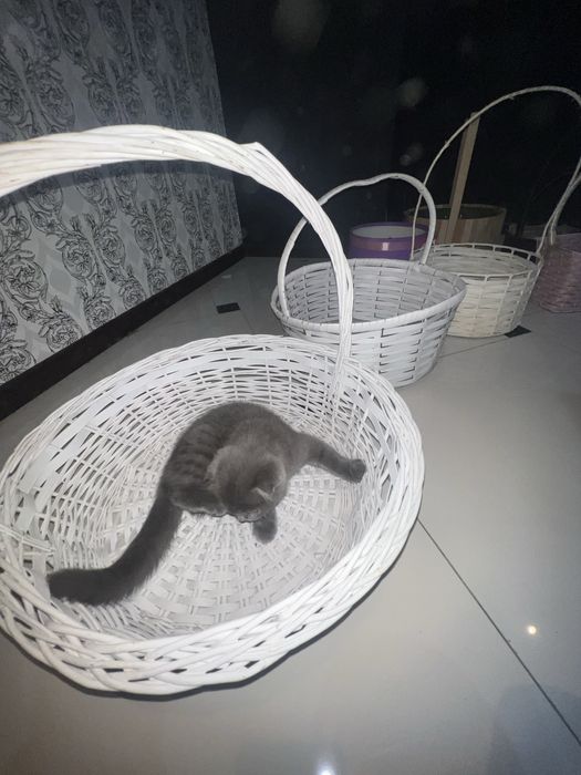 Шотландский котёнок серого окраса (очень красивый)