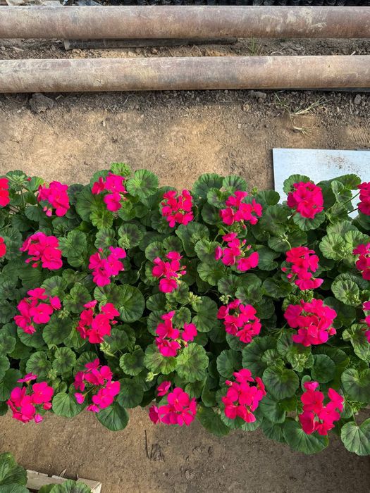 Siklamen Primula Geran gullari sotiladi