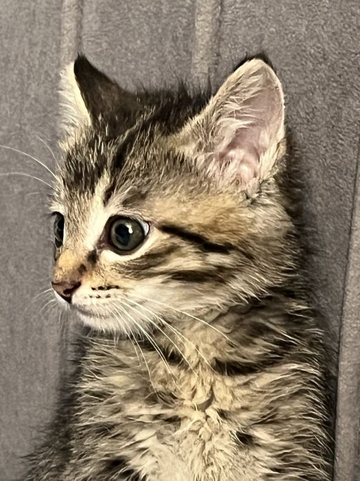 Кошка маленкая горантия нету