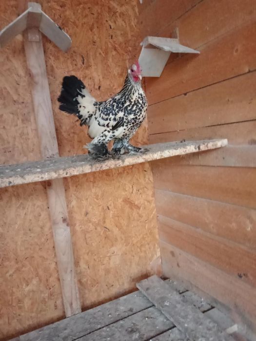 Pitici mi de flori Lemon!