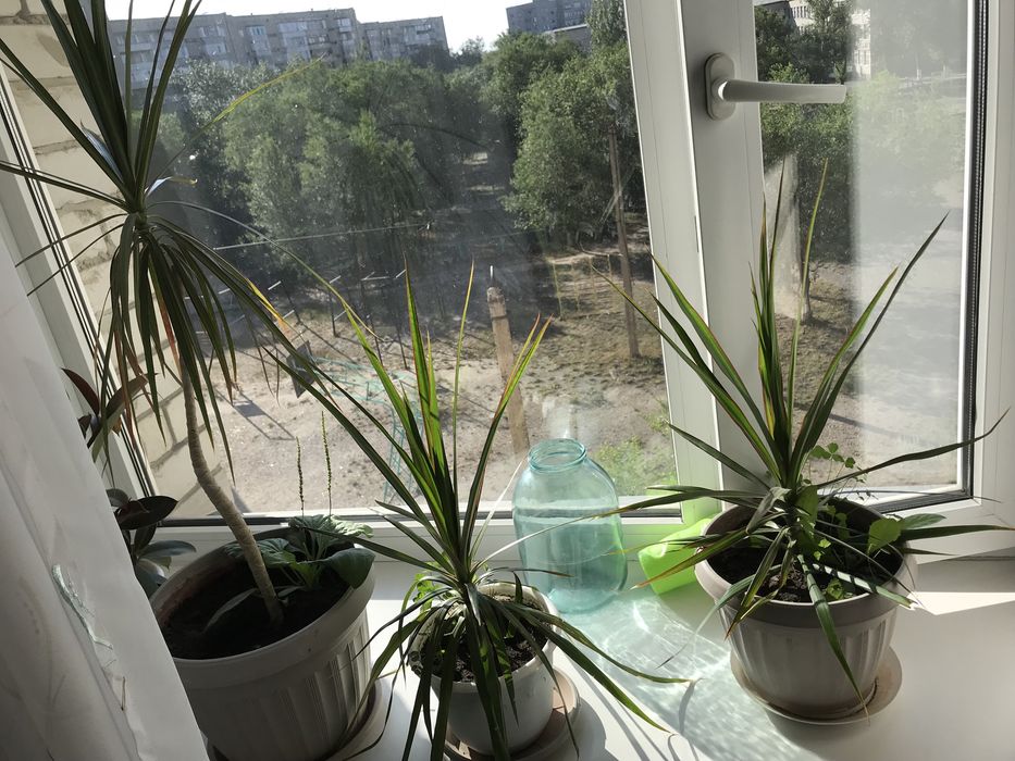 Драцена 3 шт, фикус