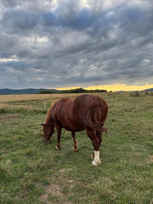 Vând cal de 8 ani