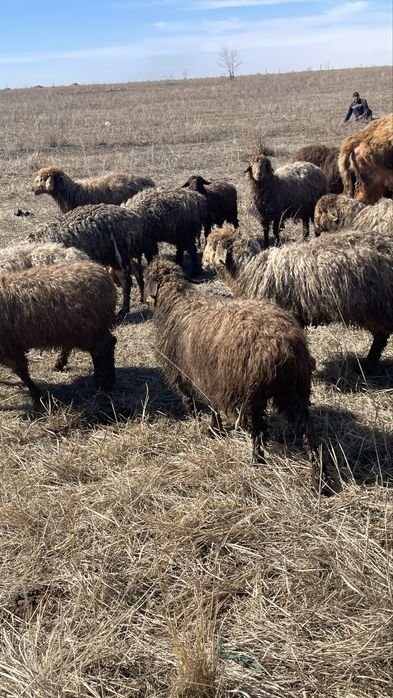 Продаются бараны