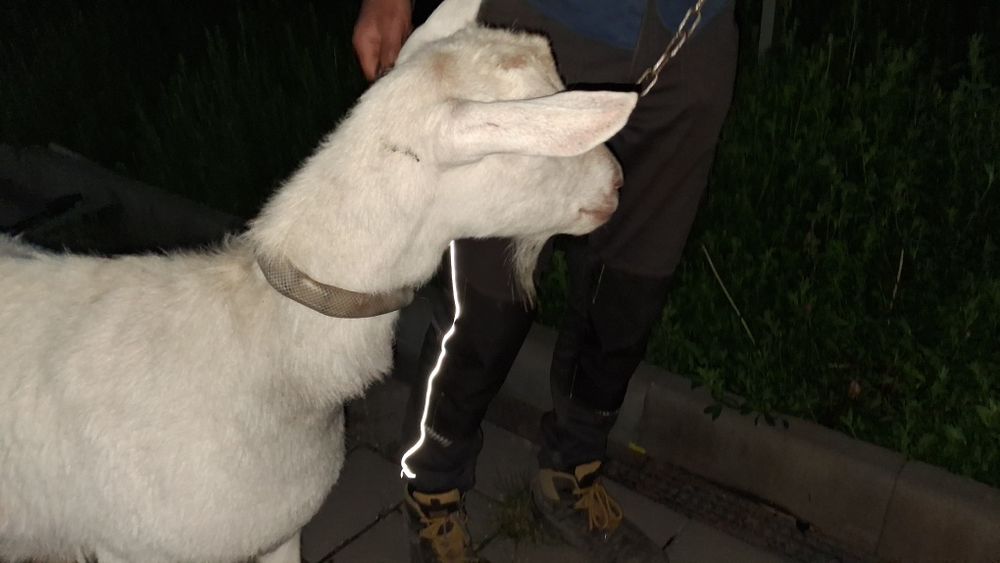 O capra, 1 iada, 1 ied de vanzare