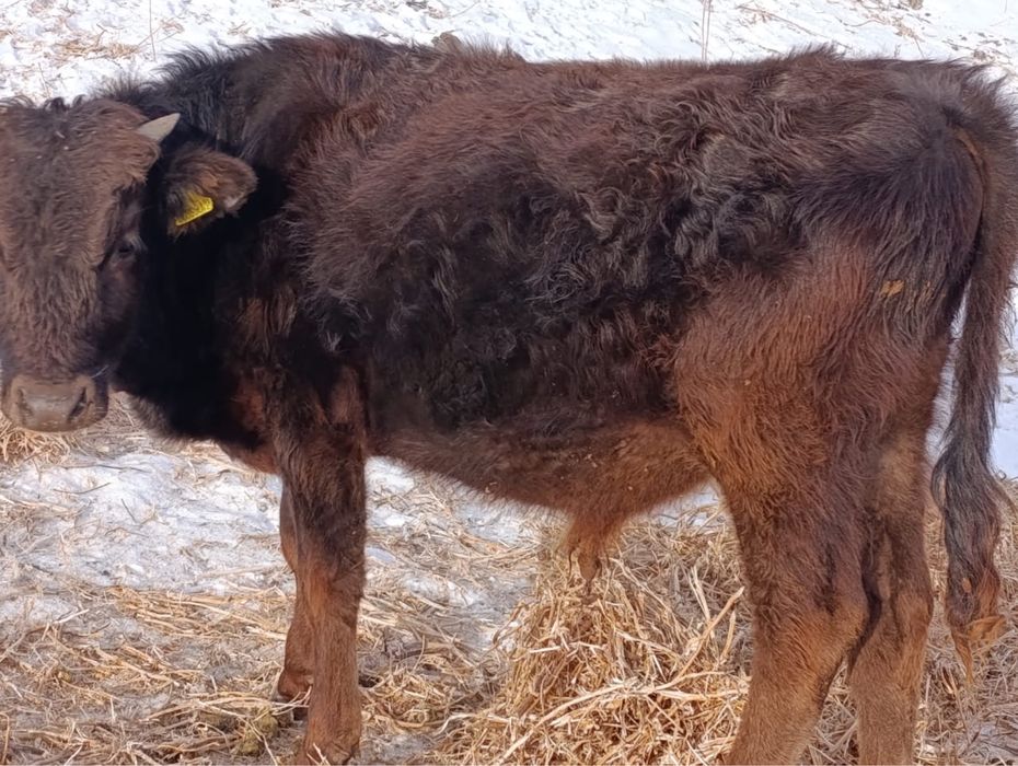 Продам бычков 11 голов в наличии