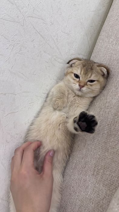Шотландские котята шиншилла