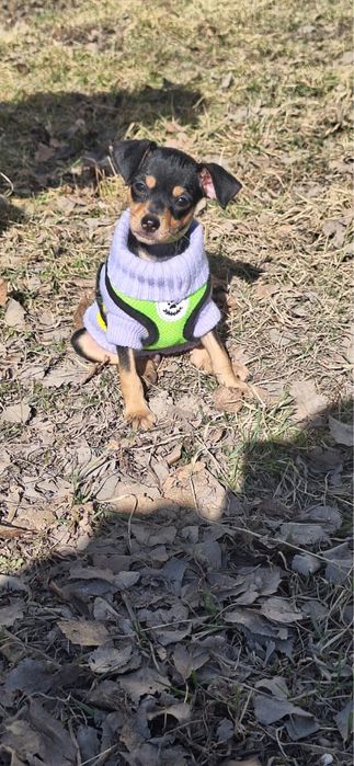 Продам мини той-терьера