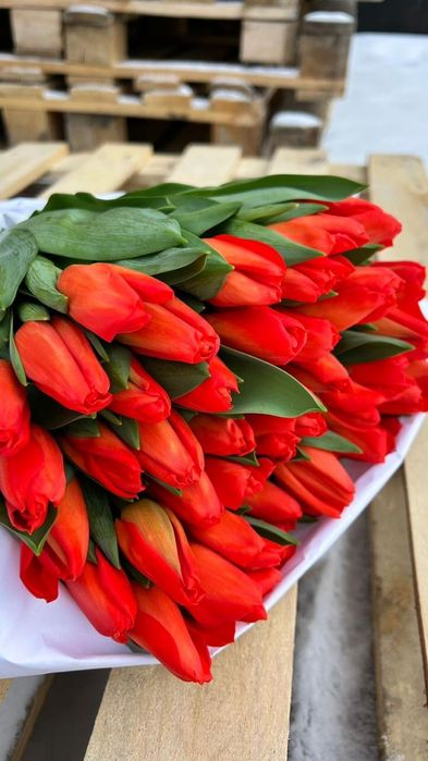 Тюльпан оптом ( луковица Голландия)