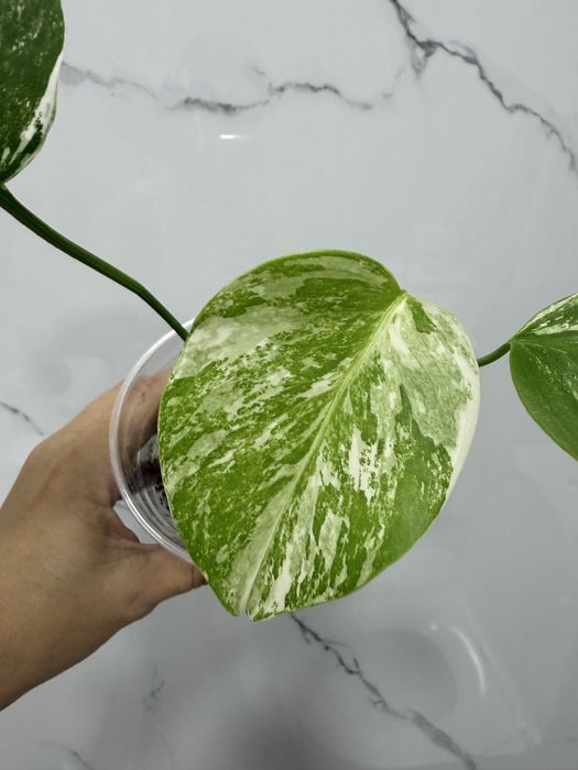 Монстера Альба( отросток)