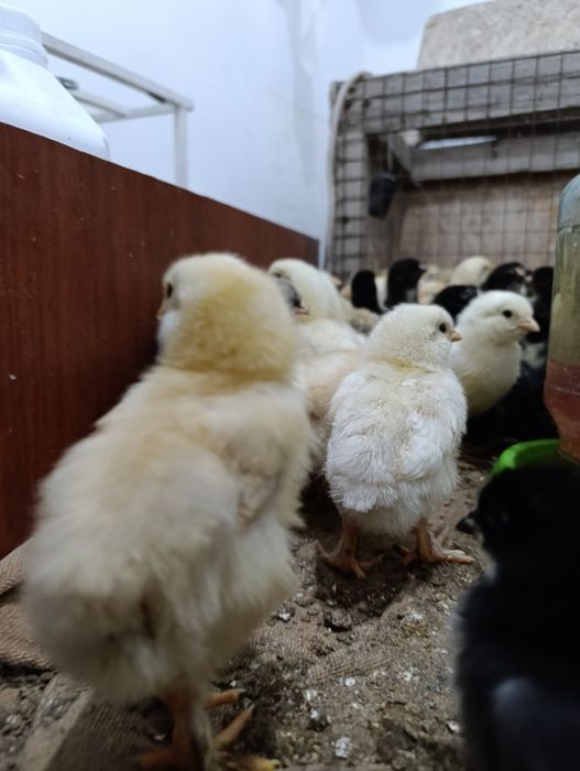 Продам недельных цыплят