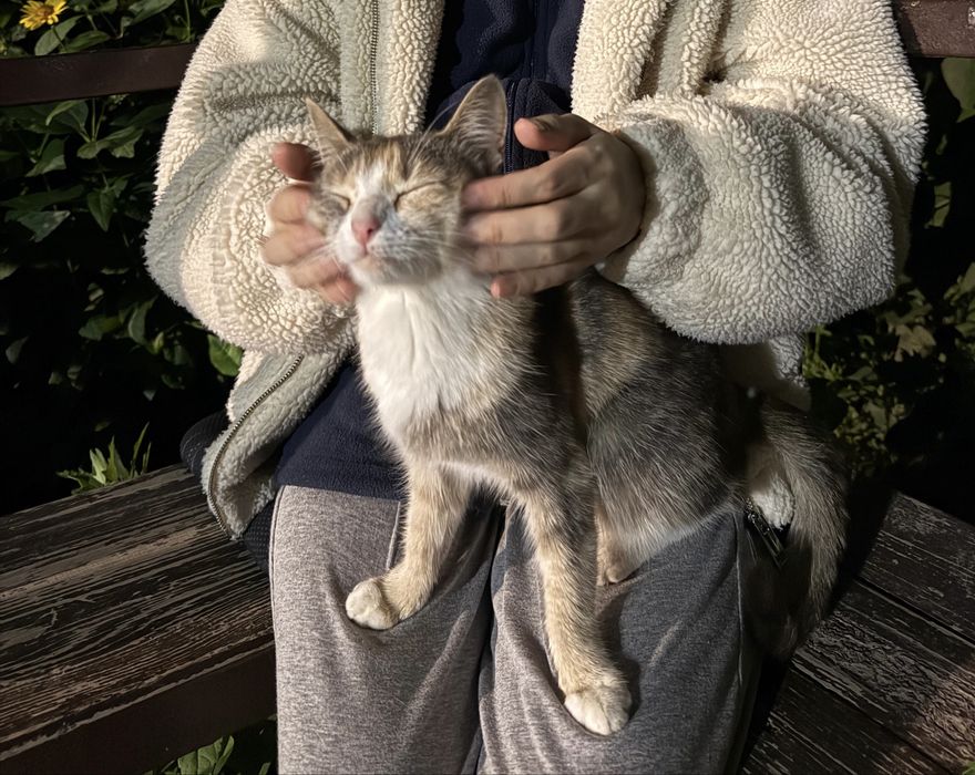 Кошка ищет себе дом