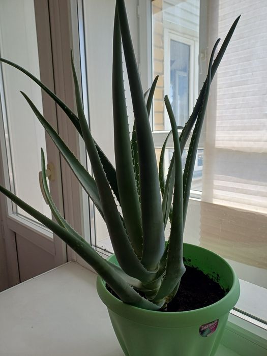 Цветы Алое Вера продам