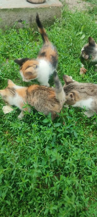 Pisici jucause-cauta casa noua