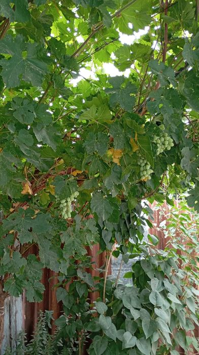 Продам два дома.