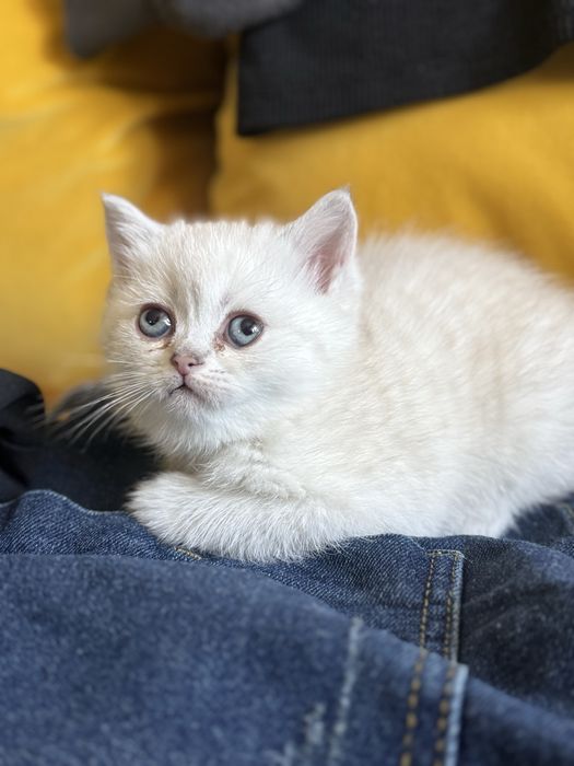 British Shorthair, femela, acte la zi (vaccinuri, deparazitari)