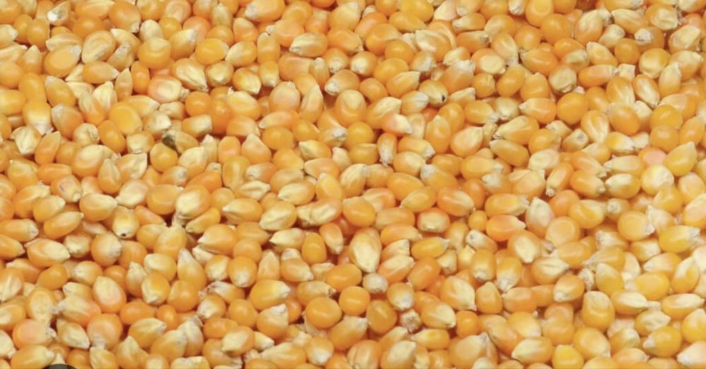 Boabe de porumb si grau