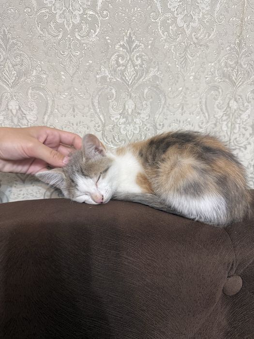 Кошка, отдам в хорошие руки