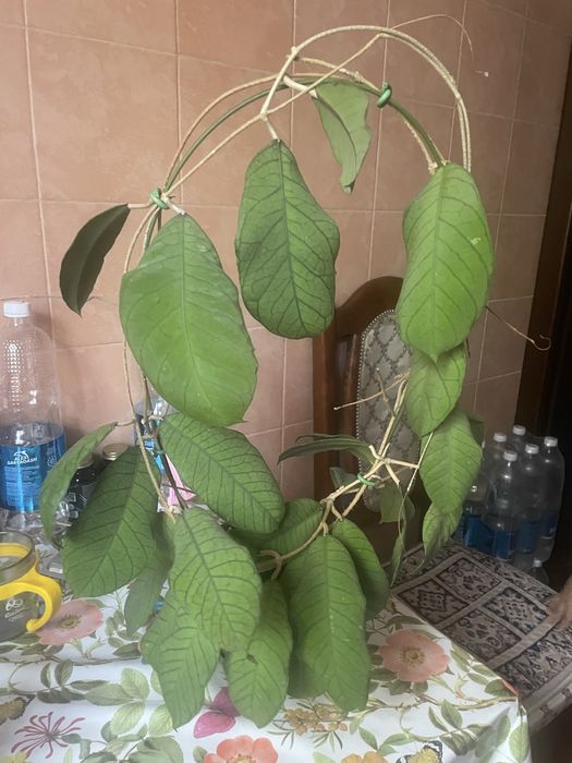 Хойя Сабах 15000