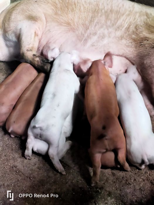 Продам супер поросят