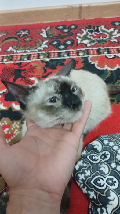 Siamskiy mushugimiz Yaxshi qollarga beramiz
