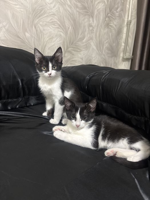 отдаю двух котят даром