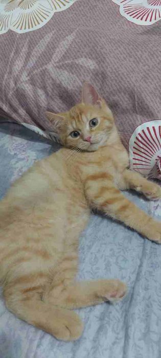 Мушукча сотилади 1 дона