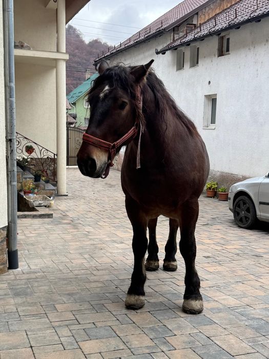 Vând cal de 5 anii  analtime 180 la hreban mai multe detalii  an priva