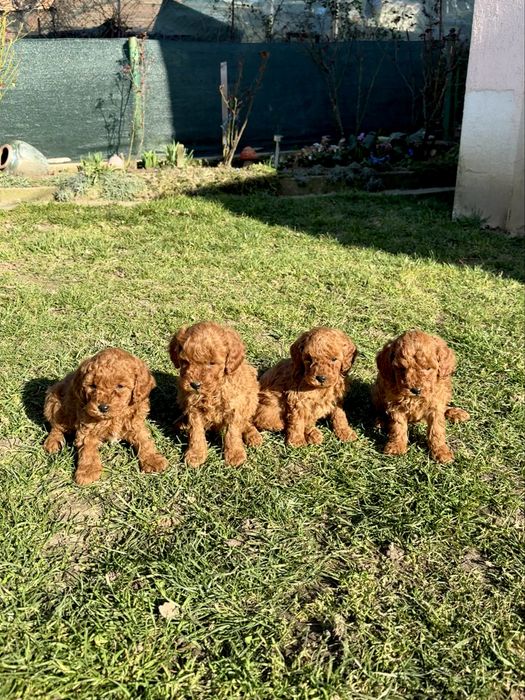 Пудел той/мини  Puddle toy/mini момчета и момиче със втора ваксина