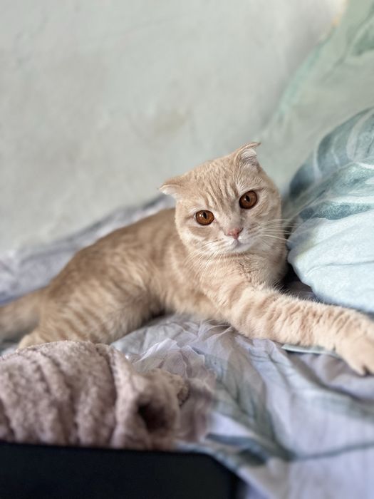 Котик шотландский