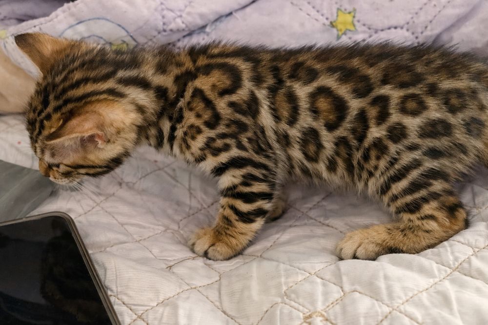 Бенгал, котята бенгал