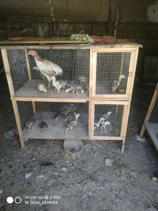 Tovuq va joʻjalar har-xil zotlardan bor