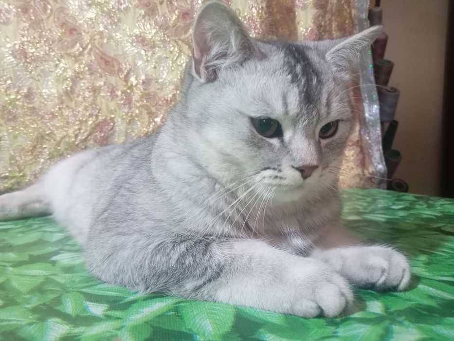 Вияска шиншилла сотилмайди