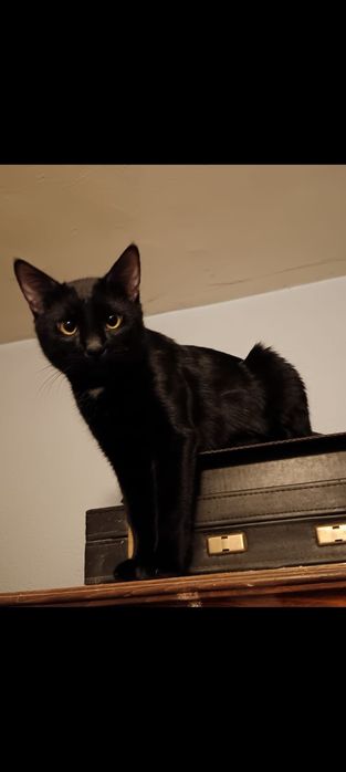 Adoptie pisi valentina