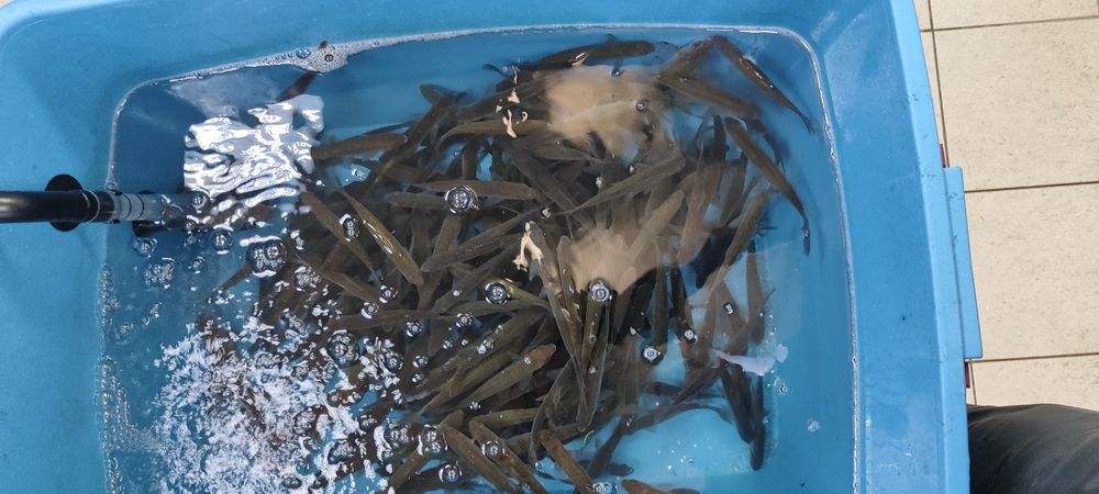 Живец плотва, удочный