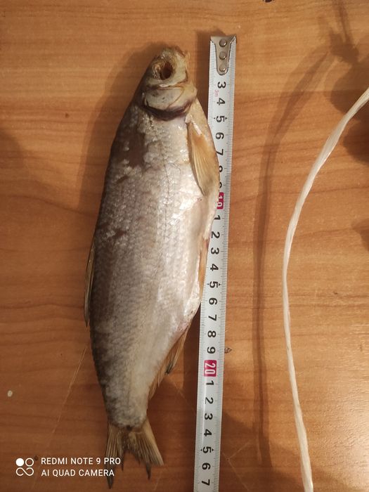 Рыбец сатылады кепкен