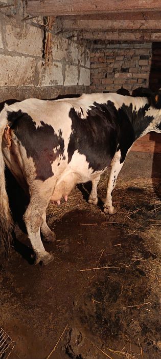 Vacă de vânzare ,cuminte la muls